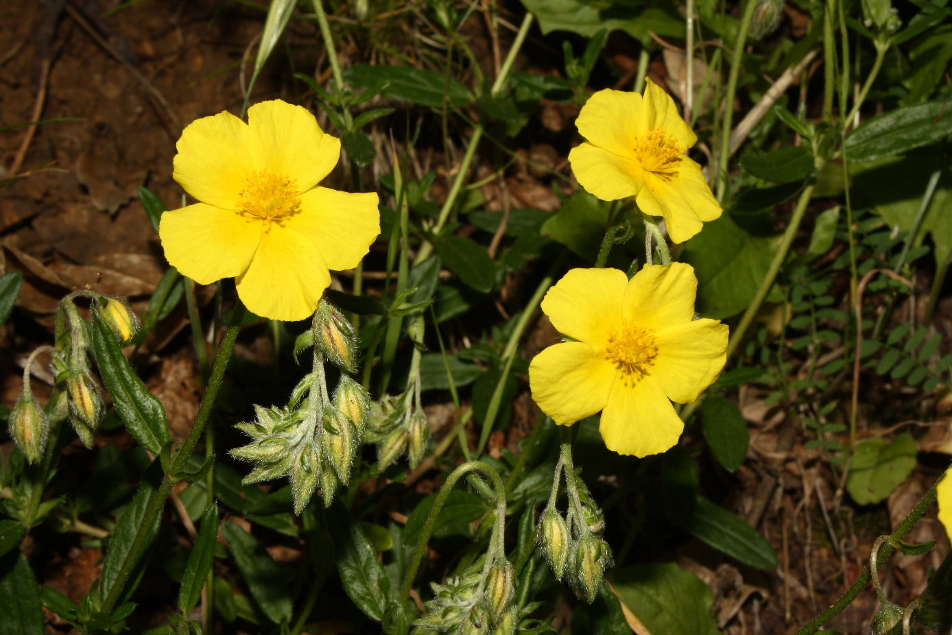 Helianthemum da determinare-2